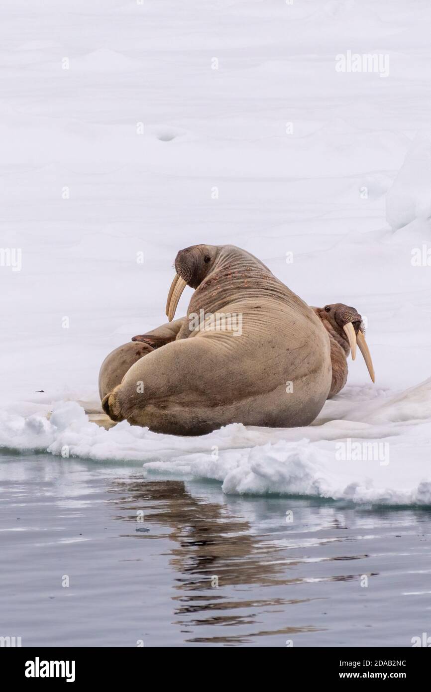 Two Atlantic Walruses (Odobenus rosmarus) lounging on the ice on the coast of Svalbard, Norway. Stock Photo