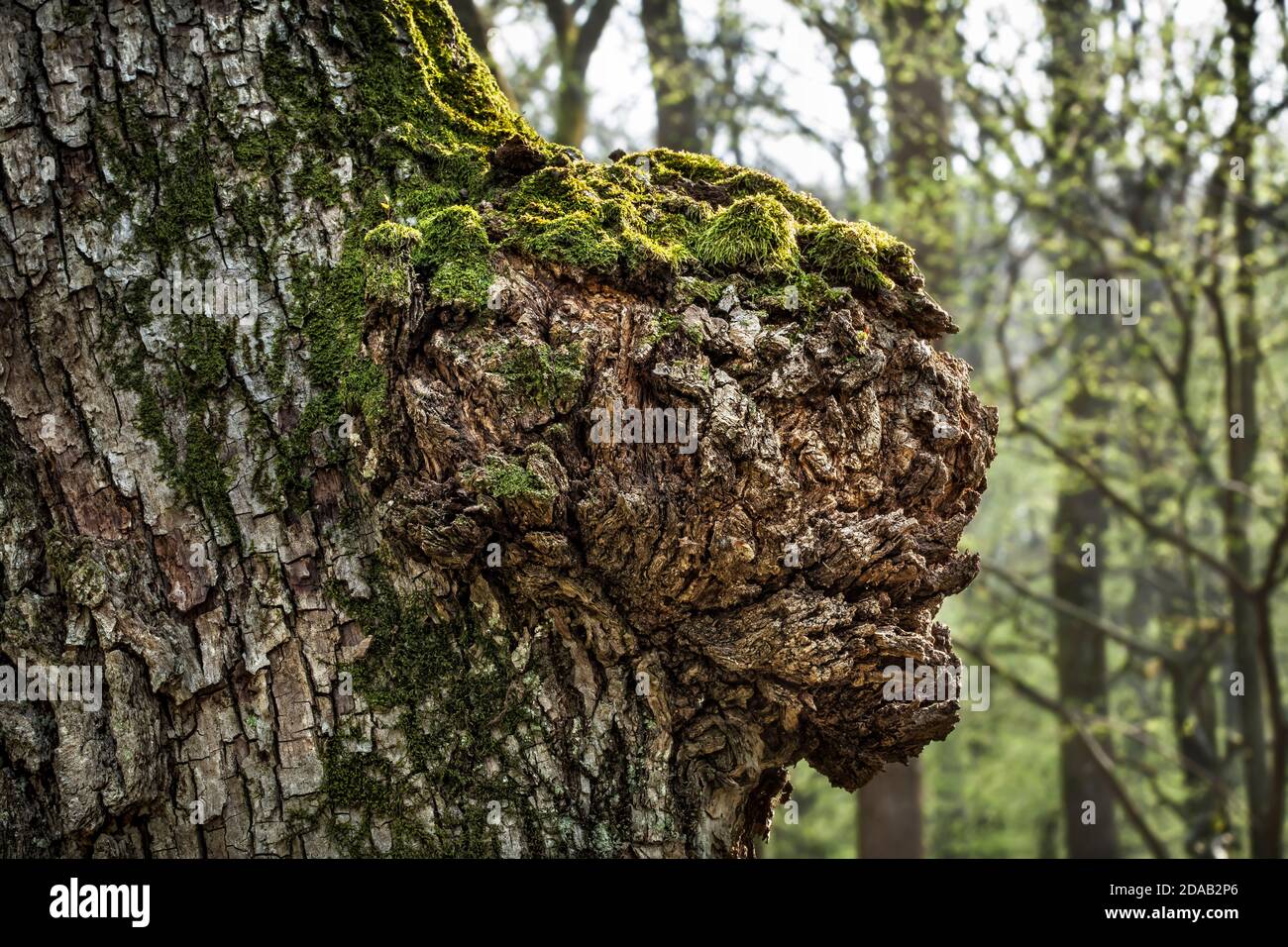 Trunk of an old tree on spring forest background Stock Photo - Alamy