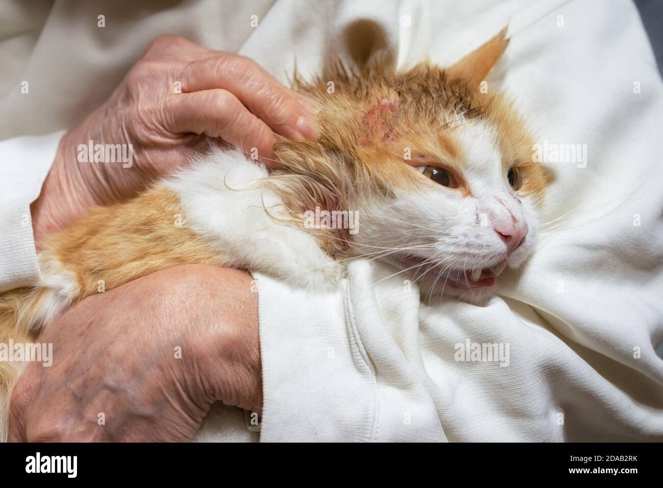 Cat with a wound on his head and neck after a fight with a dog, is trying to break free from the hands of a veterinarian. Stock Photo