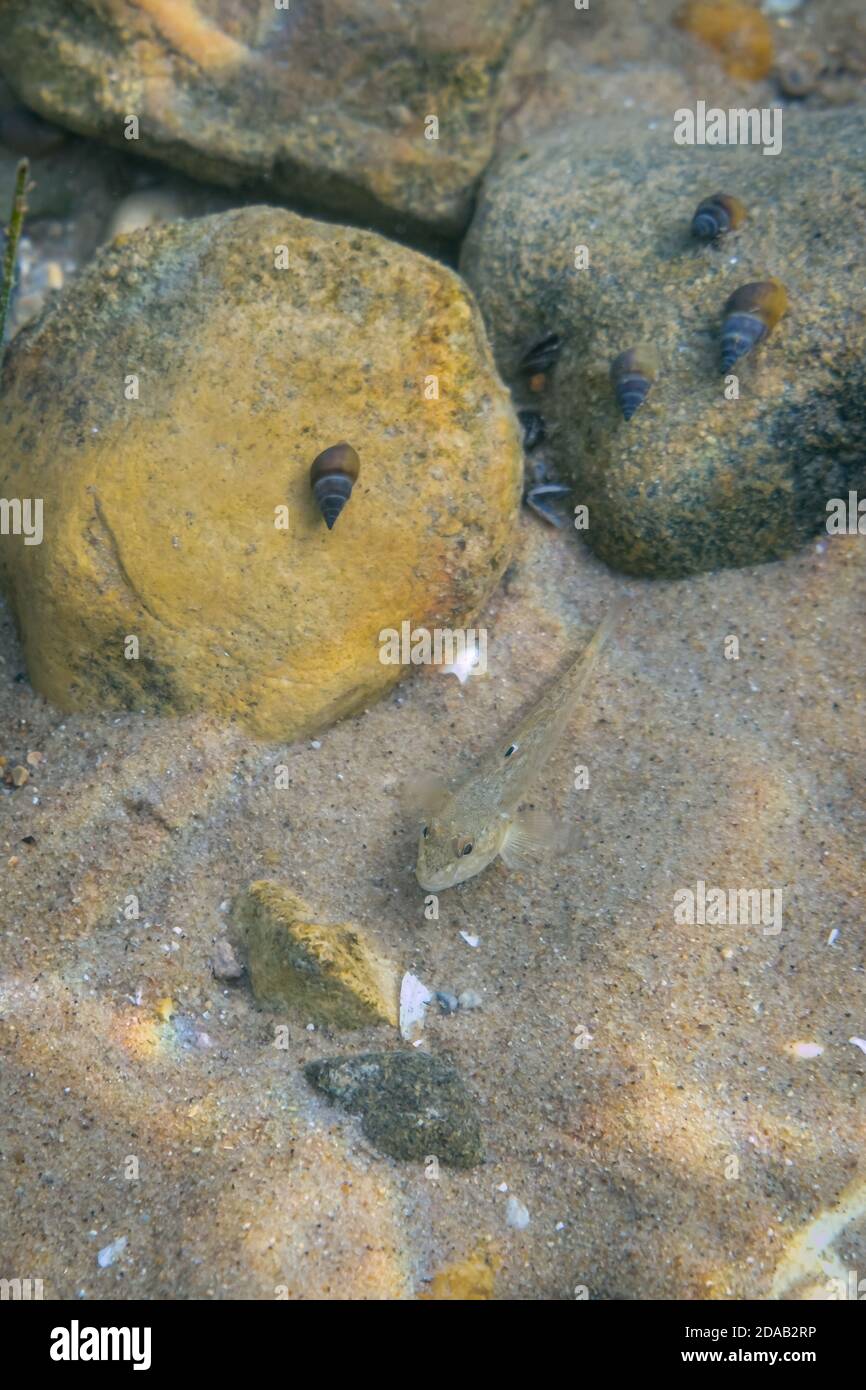 A Round Goby (Neogobius melanostomus) an invasive species fish sits on the sandy bottom of Lake Michigan as snails graze on the rocks in the backgroun Stock Photo