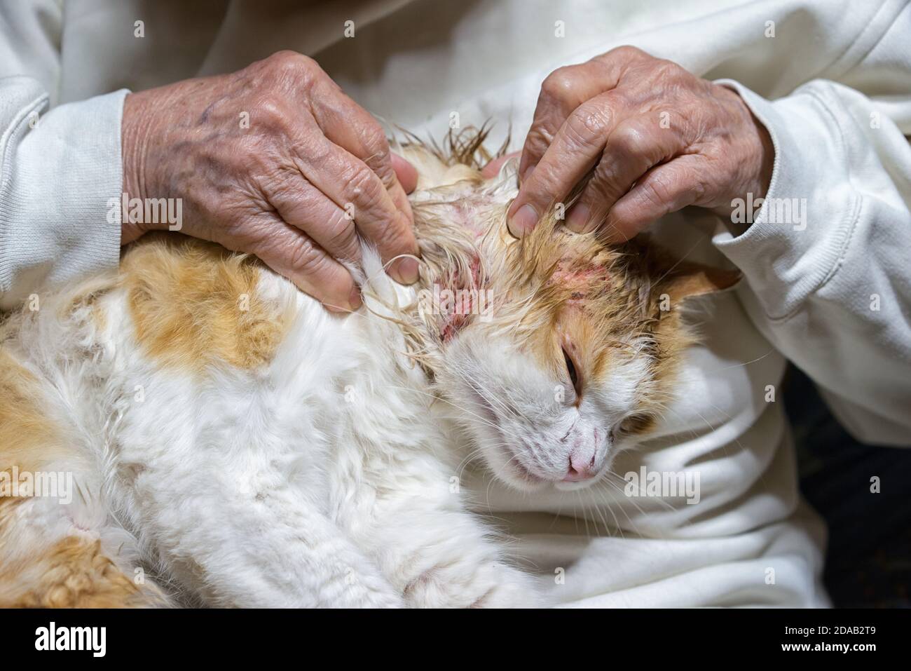Unhappy wounded cat after a fight with a dog with wounds on the neck and over the eye sitting in arms. Stock Photo