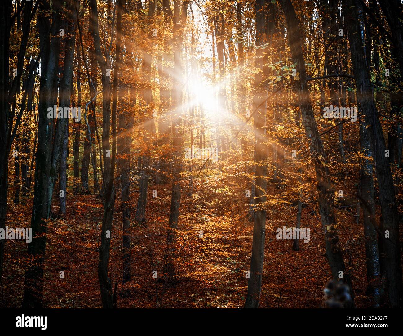 Misty forest landscape sun rays hi-res stock photography and images - Alamy