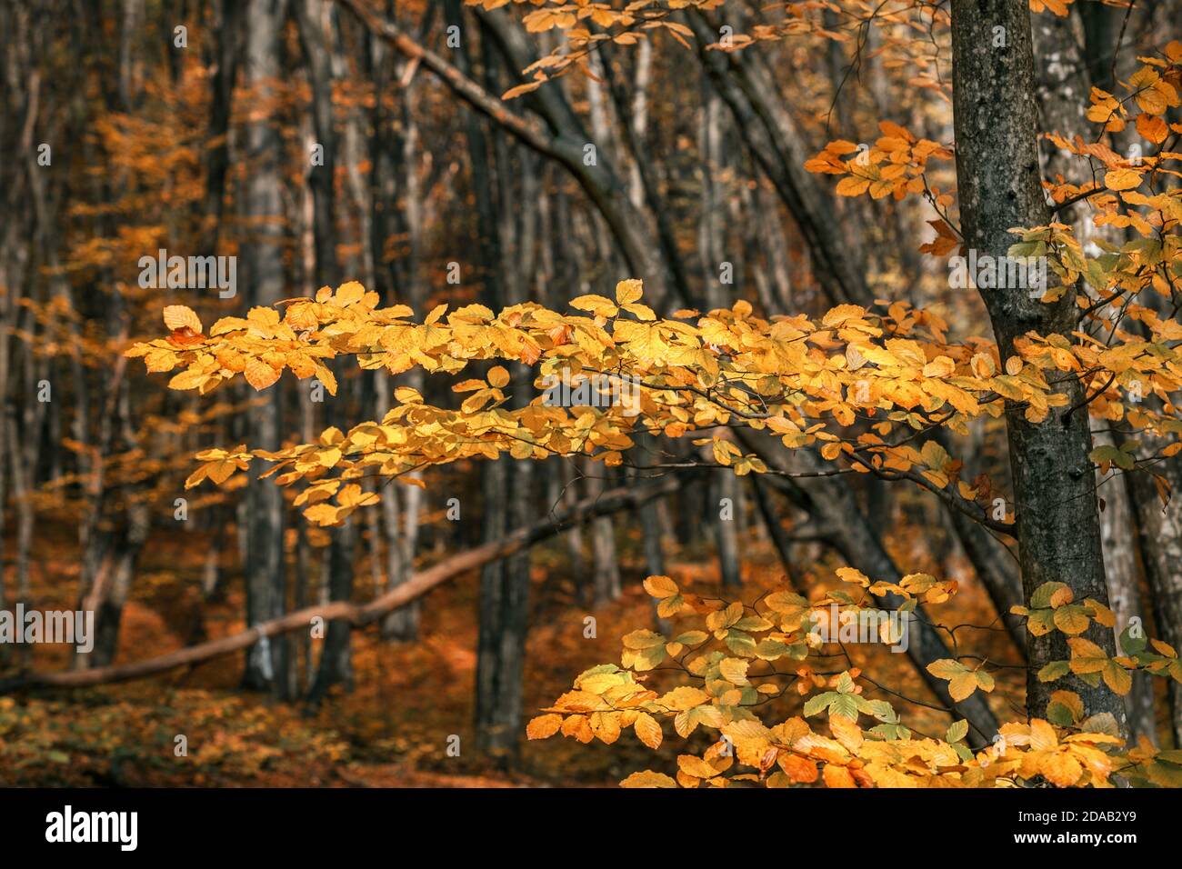 Beautiful autumn forest with yellow and red trees Stock Photo - Alamy