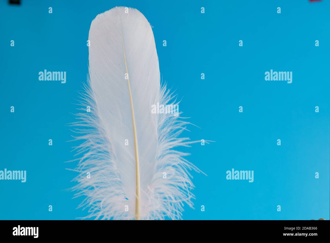 Bird feather white on a blue background Stock Photo - Alamy