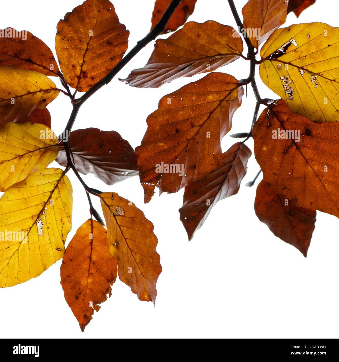 Colorful leaves isolated on a white background Stock Photo - Alamy