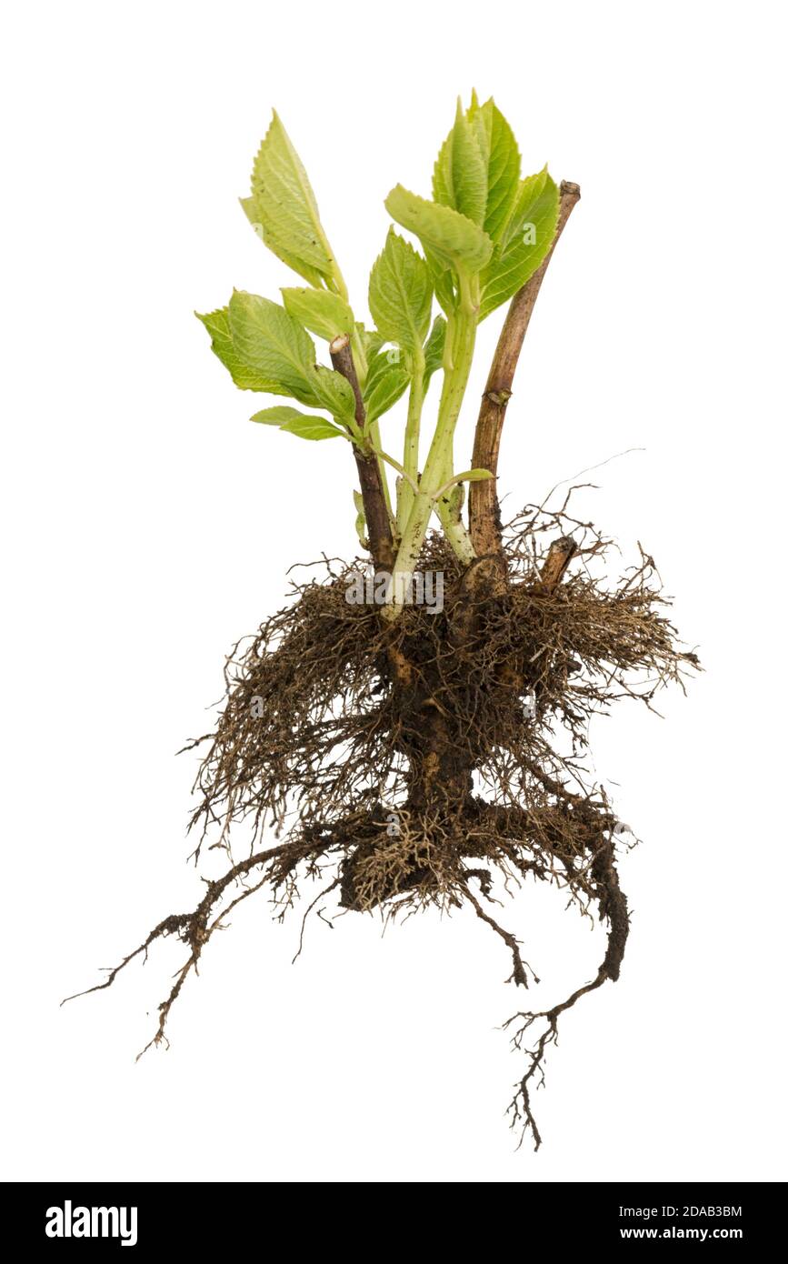 Tree with roots and leaves isolated on white background. Young sapling ready for planting. Planting of greenery concept. Gardening, agriculture. Stock Photo