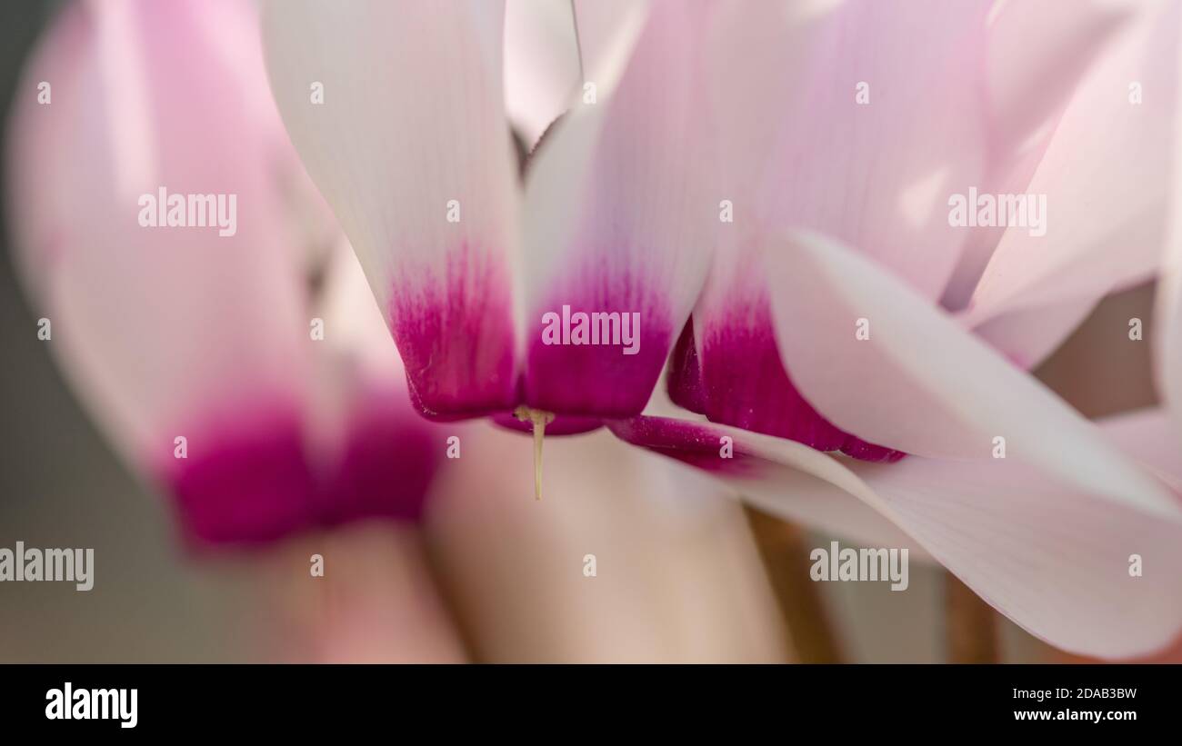 Isolated close up macro image of a blooming wild Cyclamen flowers- Israel Stock Photo