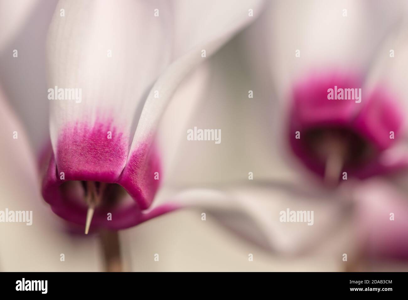 Isolated close up macro image of a blooming wild Cyclamen flowers- Israel Stock Photo