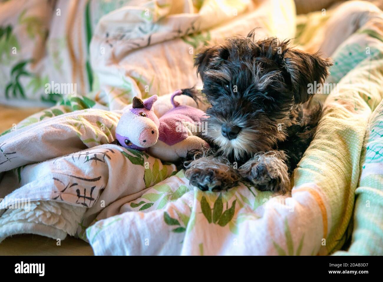 Miniature schnauzer puppy laying in bed with toy Stock Photo Alamy