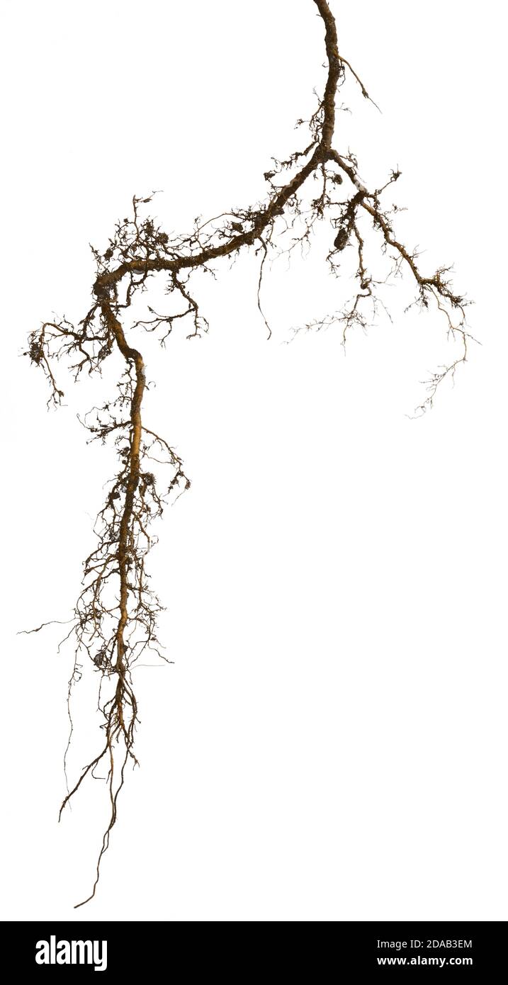 plant root isolated on white background Stock Photo