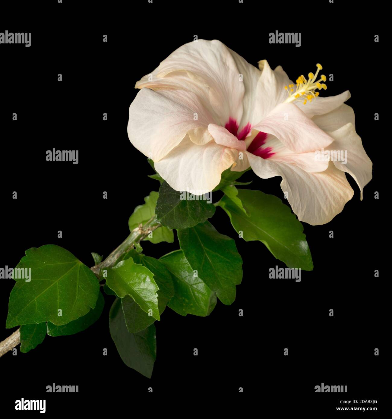 Hibiscus rosa sinensis or China rose, rose mallow, shoeblackplant isolated on black background. Stock Photo