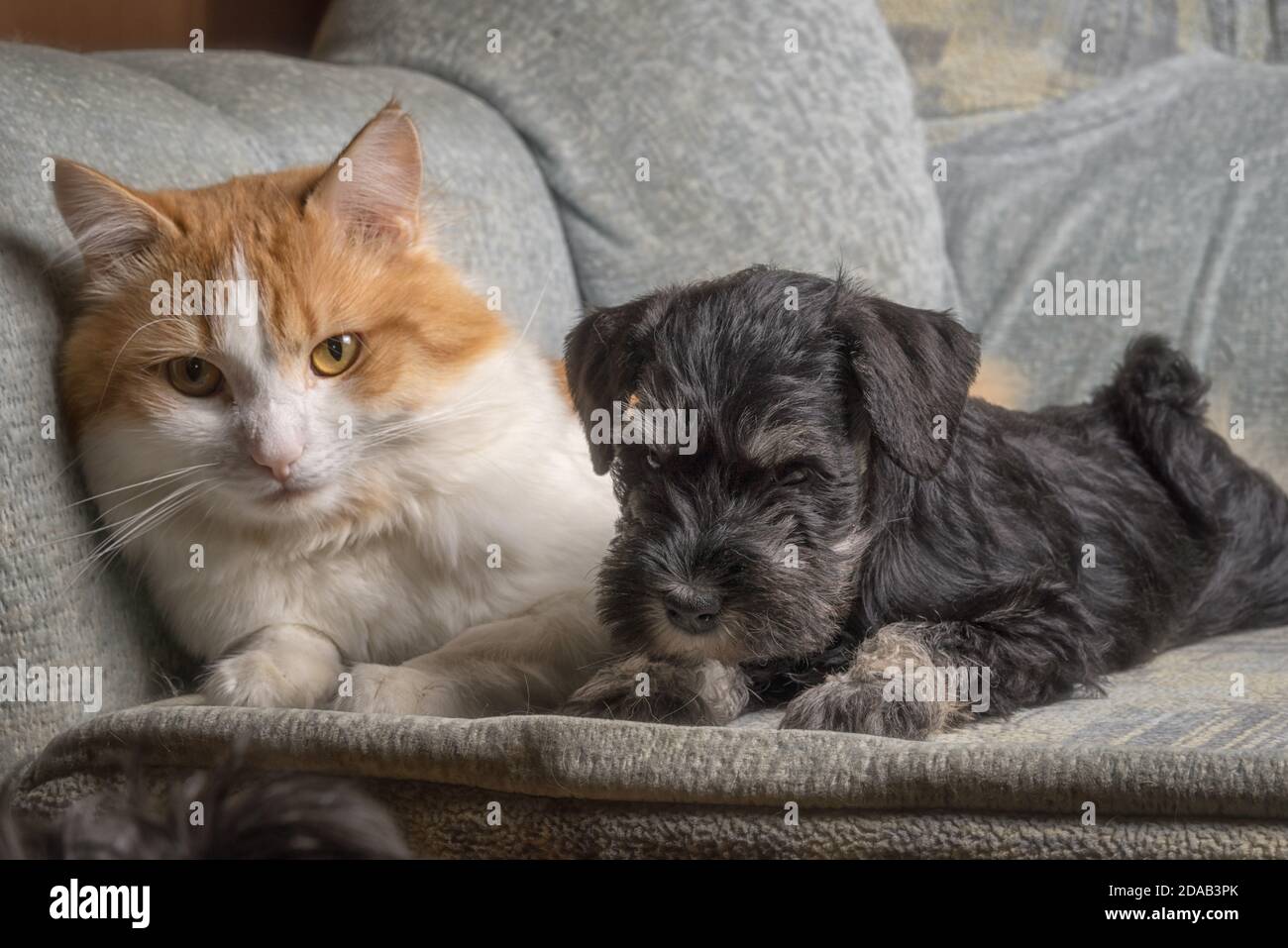 Cat and puppy laying together on a sofa. Stock Photo