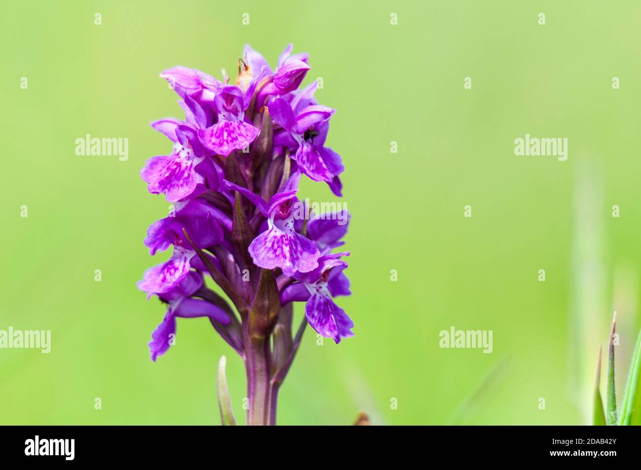 A close up on the flower of a northern marsh orchid (Dactylorhiza purpurella) blooming on the cliff top at Flamborough Head, East Yorkshire. June. Stock Photo