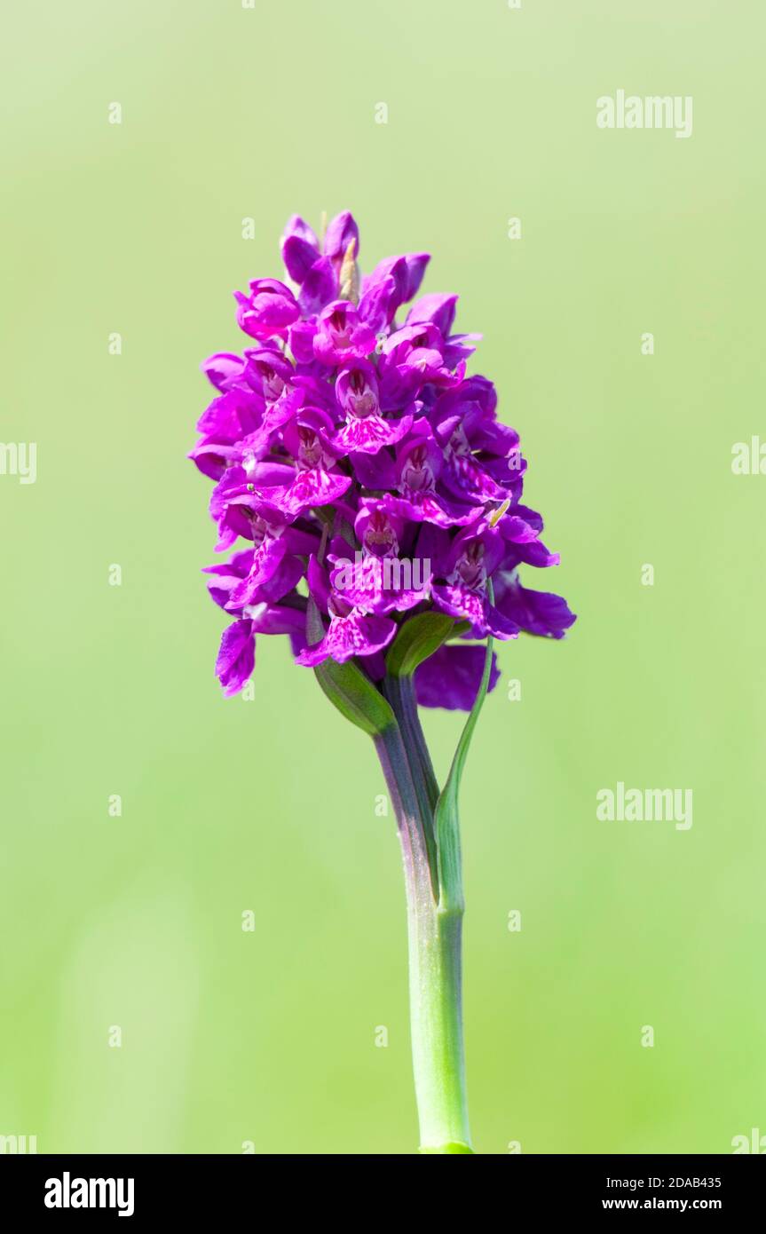 A close up on the flower of a northern marsh orchid (Dactylorhiza purpurella) blooming on the cliff top at Flamborough Head, East Yorkshire. June. Stock Photo