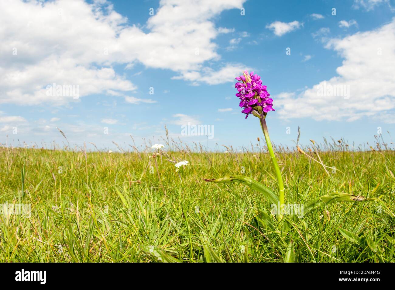 The flower spike of a northern marsh orchid (Dactylorhiza purpurella) blooming on the cliff top at Flamborough Head, East Yorkshire. June. Stock Photo