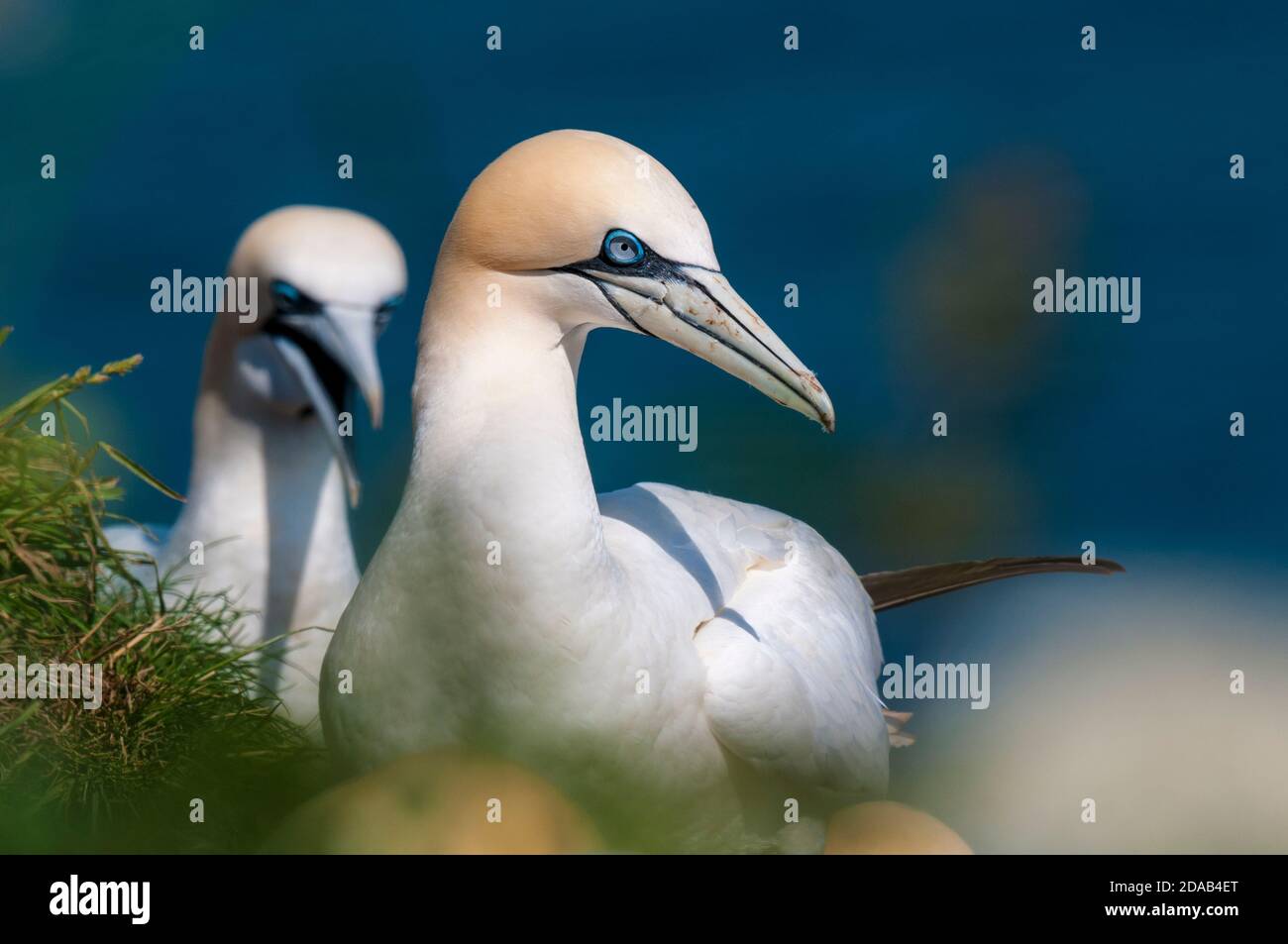 Two adult gannets (Morus bassanus) on the cliff top at RSPB Bempton Cliffs, East Yorkshire. June. Stock Photo