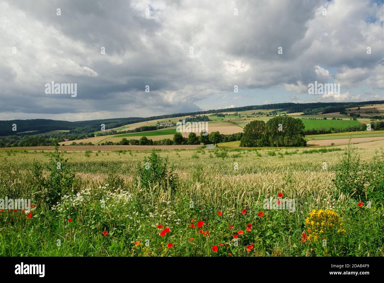 Hills with field of wild flowers near Hanover - München, Germany Stock Photo
