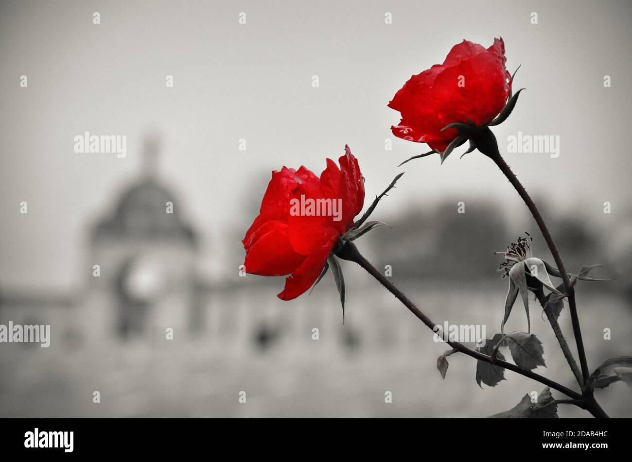 Red roses for the soldiers of the great war  (Tyne Cot - Belgium) Stock Photo