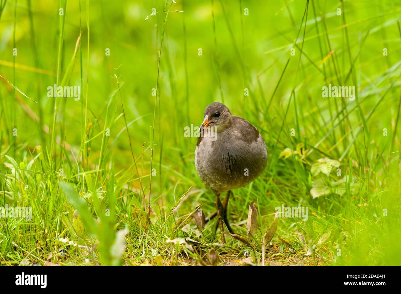 A juvenile moorhen (Gallinula chloropus) walking towards the camera through long grass at Tophill Low Nature Reserve, East Yorkshire, June. Stock Photo