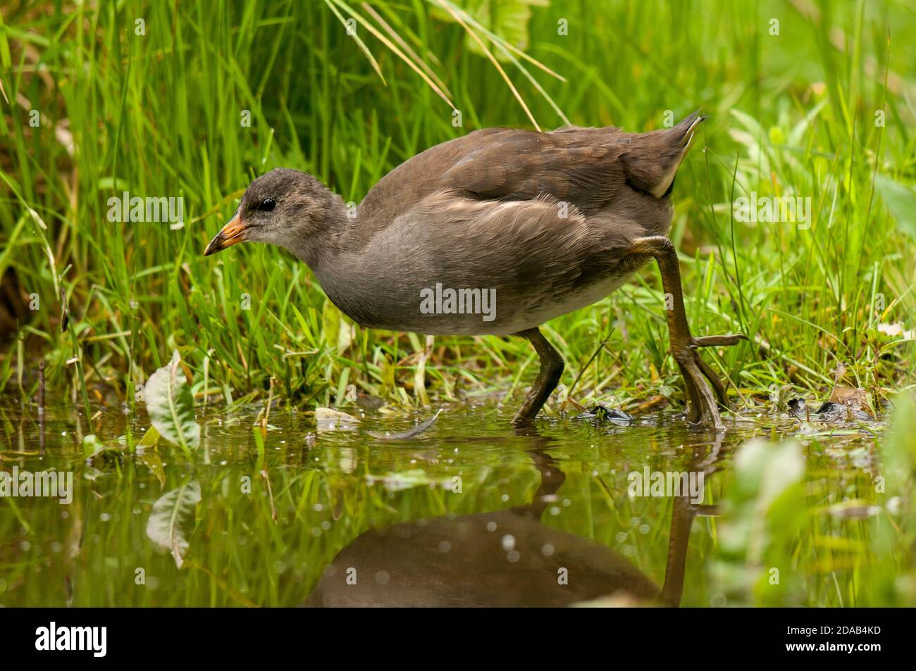 A juvenile moorhen (Gallinula chloropus) walking at the edge of a shallow pool at Tophill Low Nature Reserve, East Yorkshire, June. Stock Photo