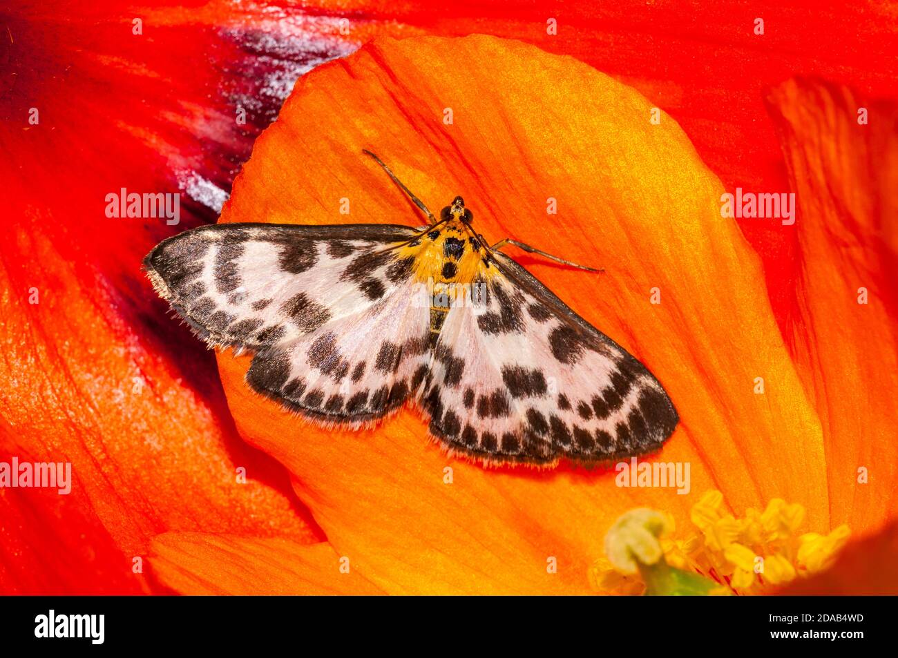 An adult small magpie moth (Eurrhypara hortulata) at rest on the orange bloom of a Californian poppy (Eschscholzia californica)  flower in a garden in Stock Photo