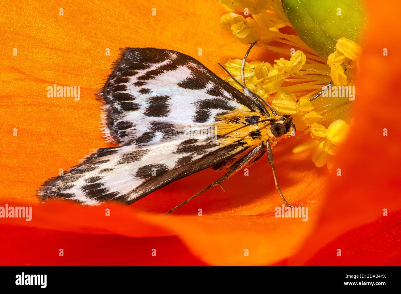 An adult small magpie moth (Eurrhypara hortulata) at rest on the orange bloom of a Californian poppy (Eschscholzia californica)  flower in a garden in Stock Photo