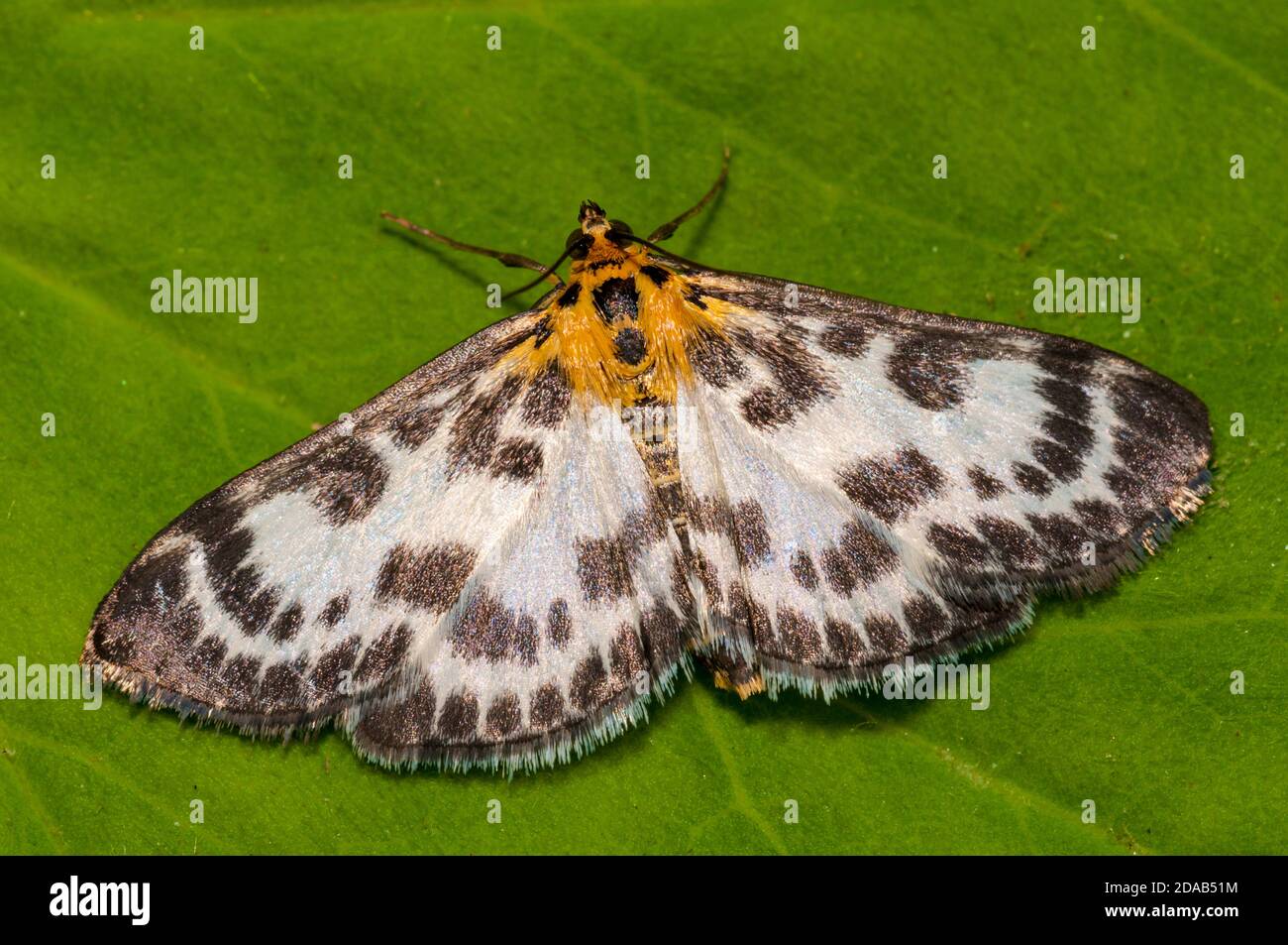An adult small magpie moth (Eurrhypara hortulata) at rest on a leaf in a garden in Thirsk, North Yorkshire. June. Stock Photo