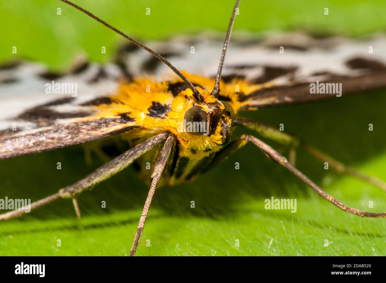 An adult small magpie moth (Eurrhypara hortulata) at rest on a leaf in a garden in Thirsk, North Yorkshire. June. Stock Photo