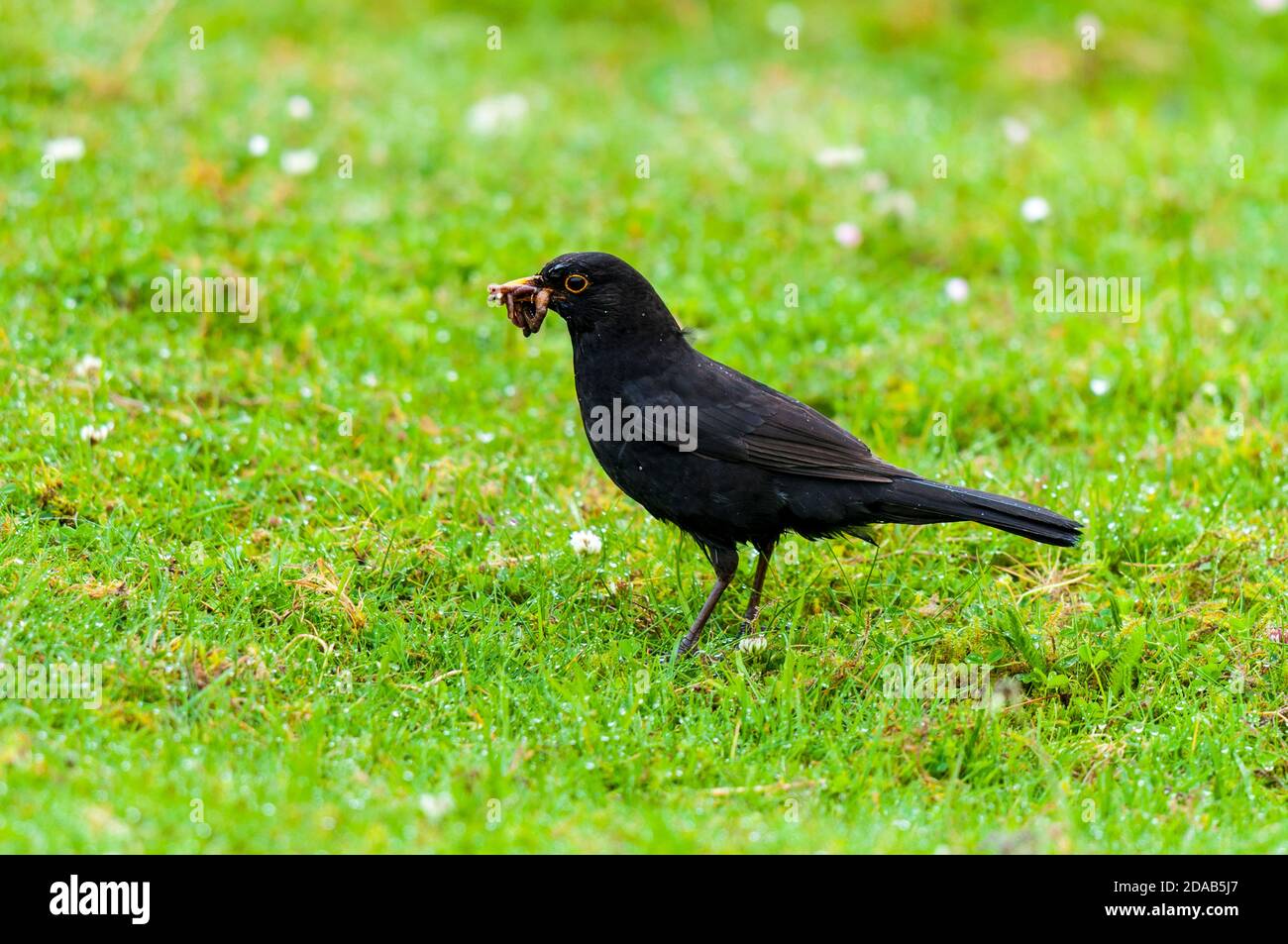 Merula Rome Blackbird eating worms hi-res stock photography and images - Alamy