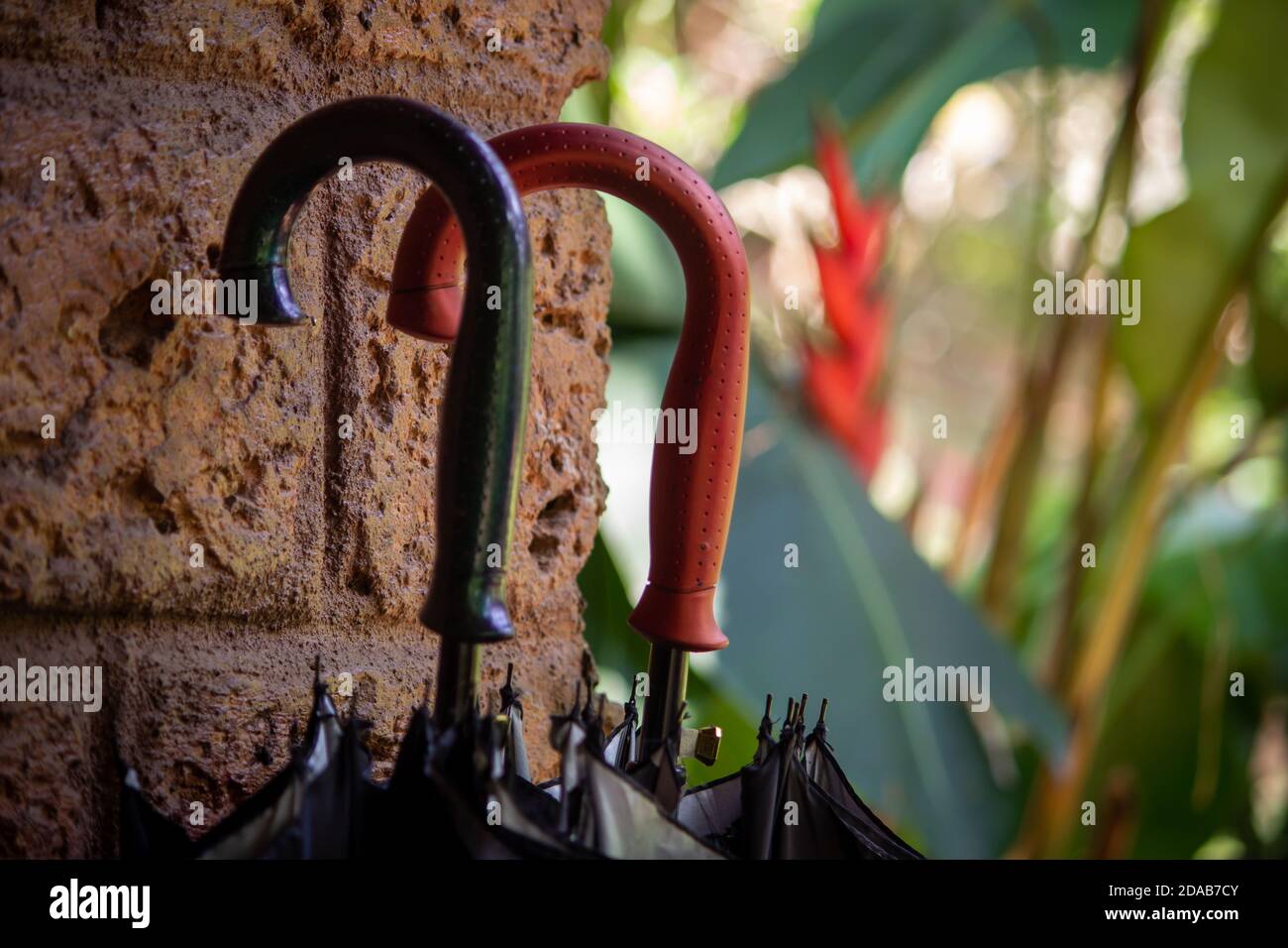 Umbrellas placed against the wall for use during the rainy season Stock