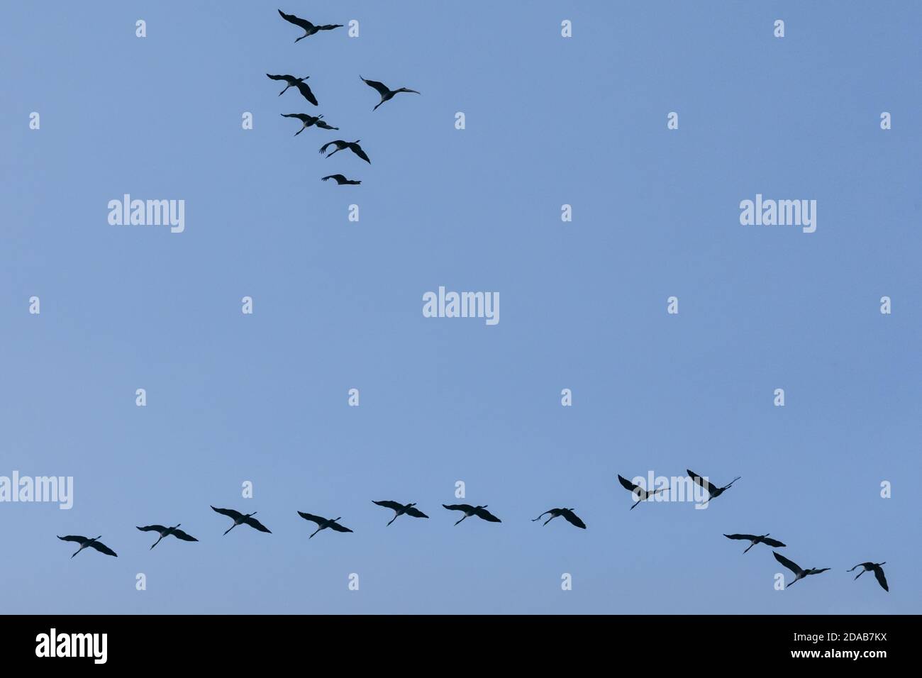 Migrating cranes, mass migration of the birds in autumn, formation over the Muensterland, NRW, Norrth West Germany Stock Photo