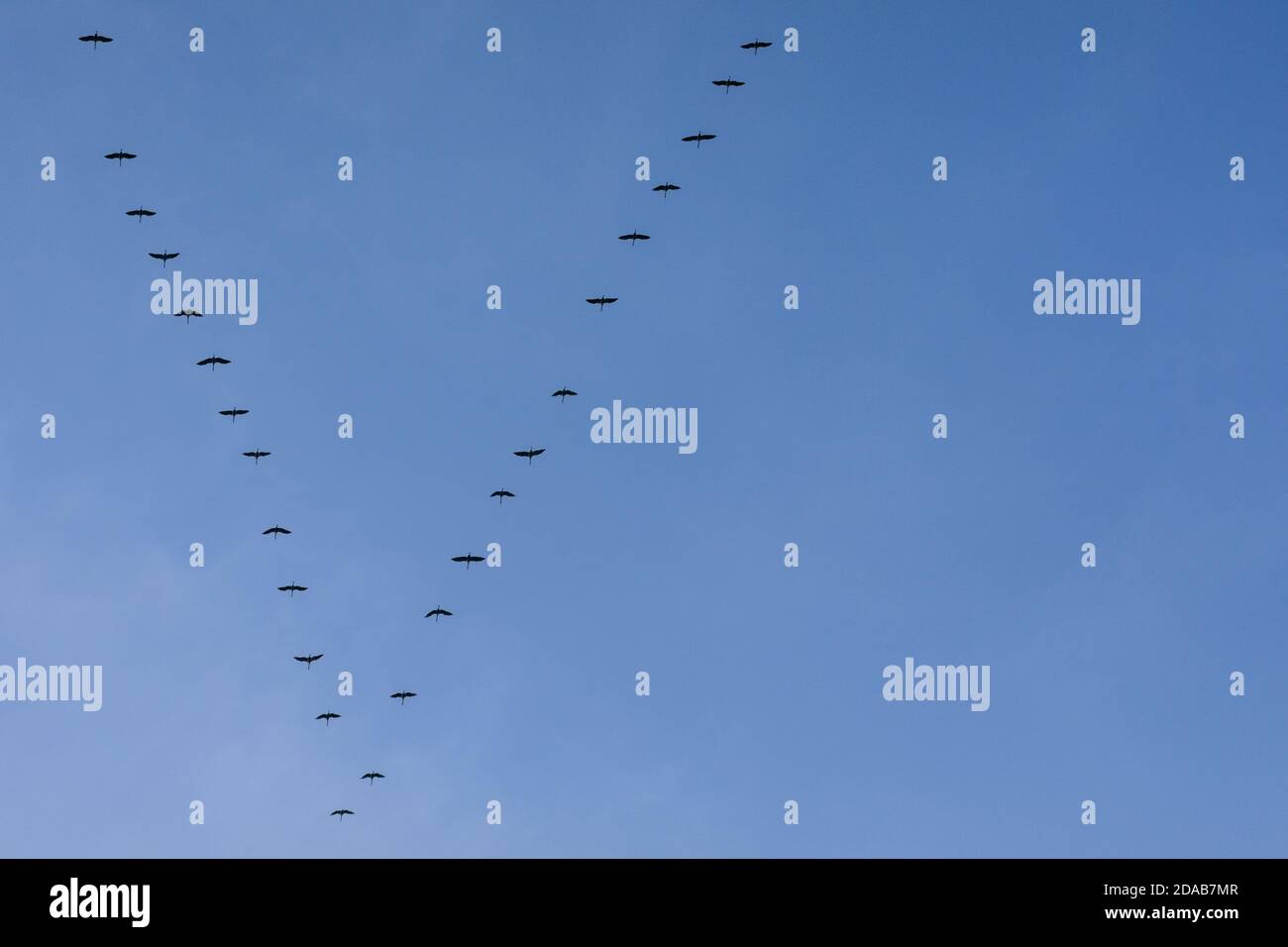 Migrating cranes, mass migration of the birds in autumn, formation over the Muensterland, NRW, Norrth West Germany Stock Photo