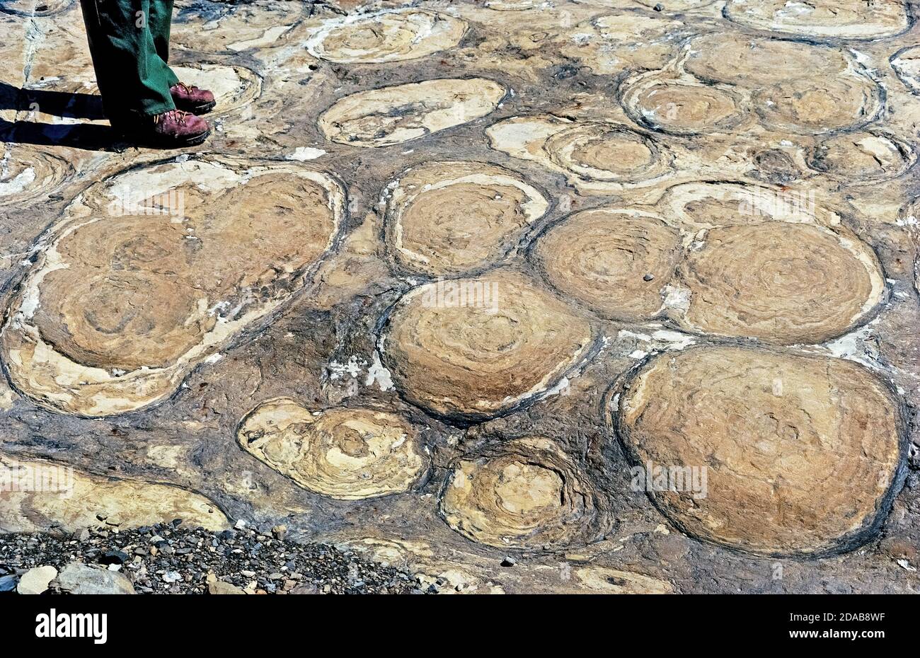 A park ranger leads visitors to ancient fossil formations known as stromatolites during a guided nature tour of Glacier National Park, a vast wilderness preserve in northwestern Montana, USA. These round rock-like structures were formed in shallow waters as long ago as 3 billion years when living microorganisms called cyanobacteria trapped layers of sediment. Geological features like stromatolites are among the many natural attractions for visitors to this pristine scenic region that was established as America's 10th national park in 1910. Stock Photo