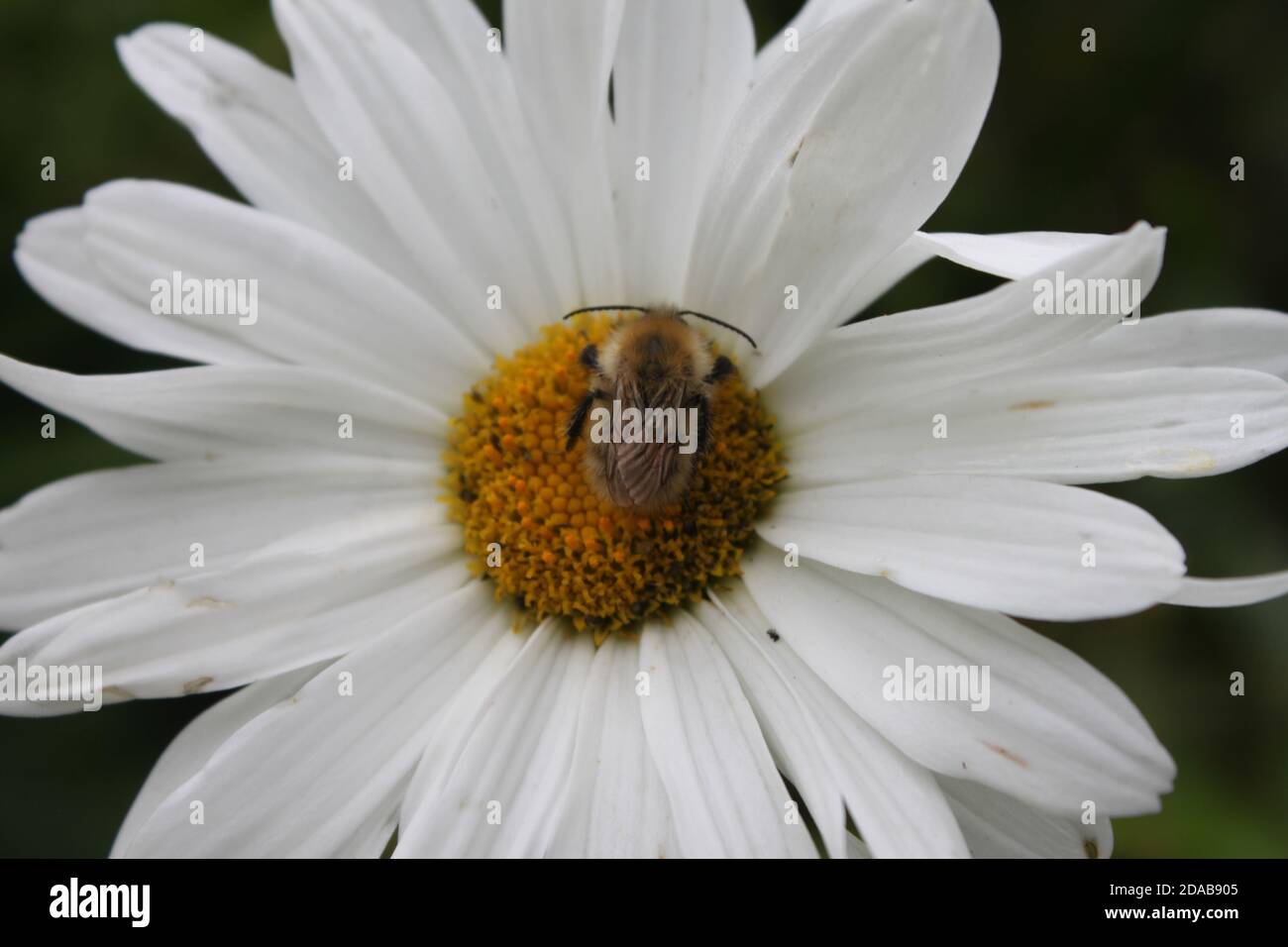 Bee sitting on White flowerhead. Bee on daisy. Scottish gardens. United Kingdom Stock Photo
