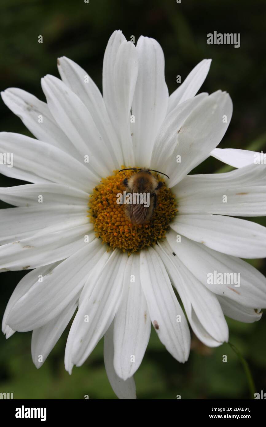 Bee on Daisy flowerhead. Bee on white flowerhead. Gardens in United Kingdom Stock Photo