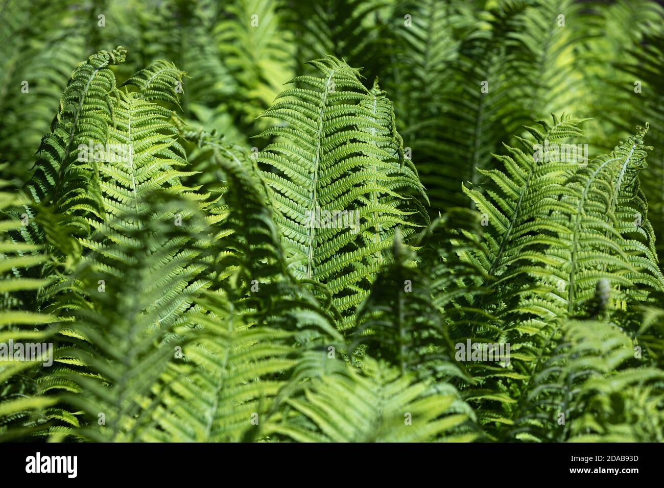 Perfect natural fern pattern hi-res stock photography and images - Alamy