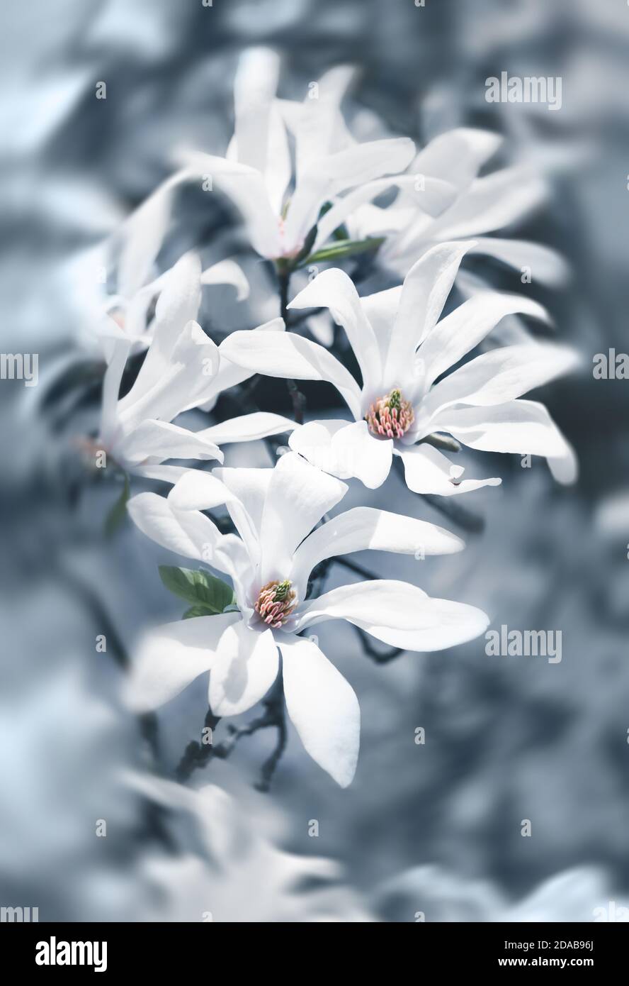 Magnolia kobus. Blooming magnolia tree with white flowers in blue ...