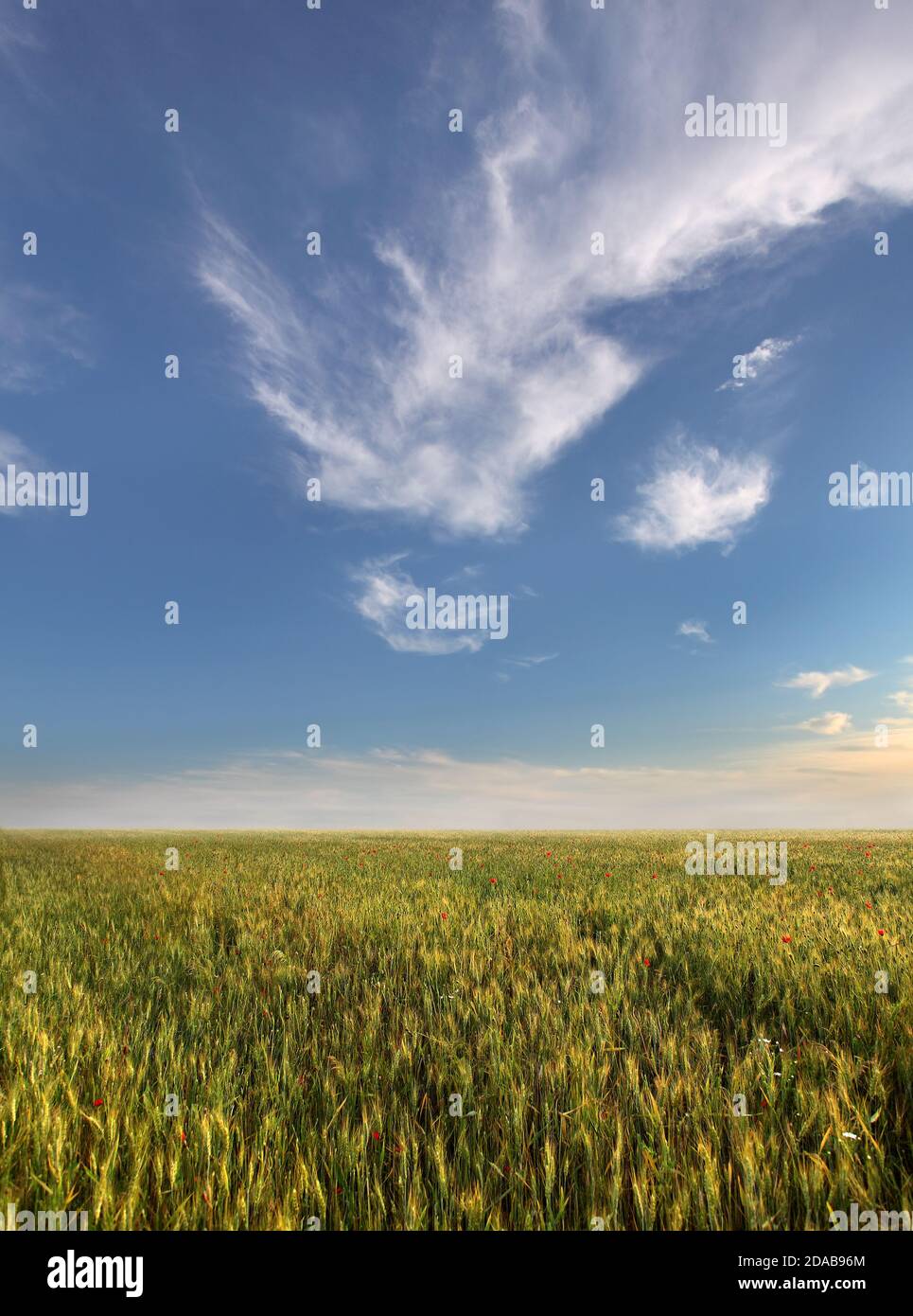 wheat field and blue sky with clouds Stock Photo - Alamy