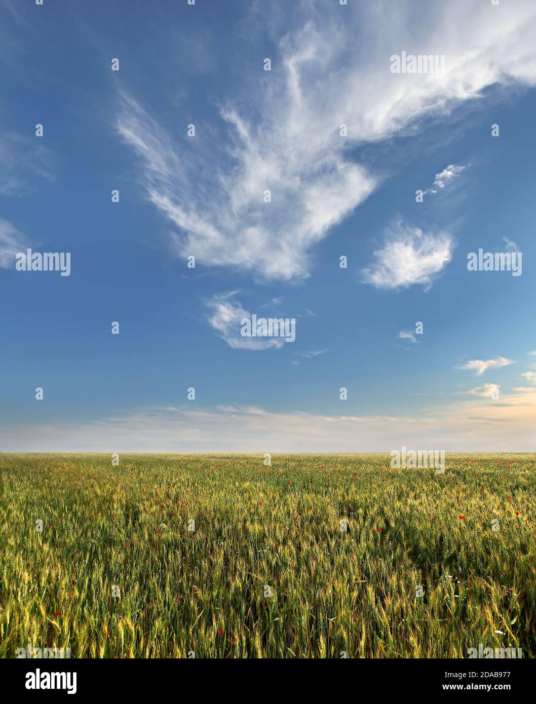 Wheat field and blue sky with clouds Stock Photo - Alamy