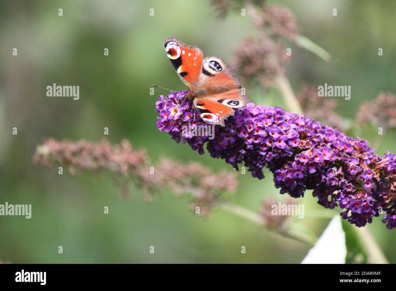 Butterflies close up in the wild. Peacock butterfly sitting on purple buddleia. Butterflies in nature, wildlife in public parks. Butterfly wings. Stock Photo