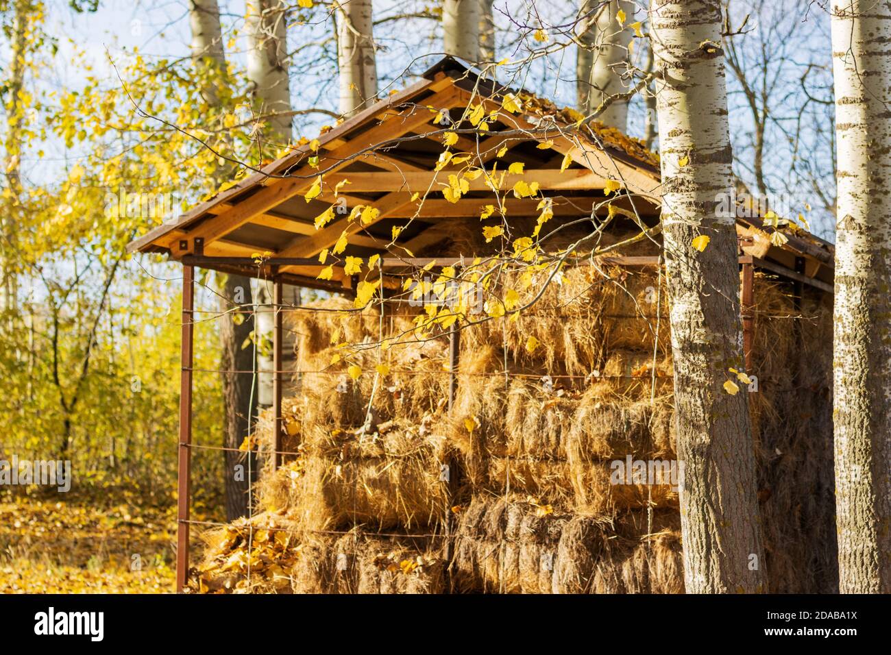 hayloft in beautiful autumn sunbeams Stock Photo