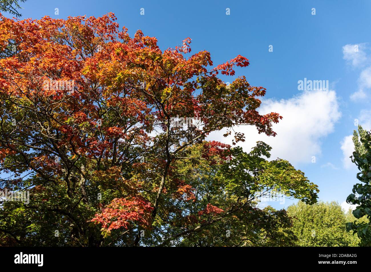 Early autumn colors against blue sky Stock Photo