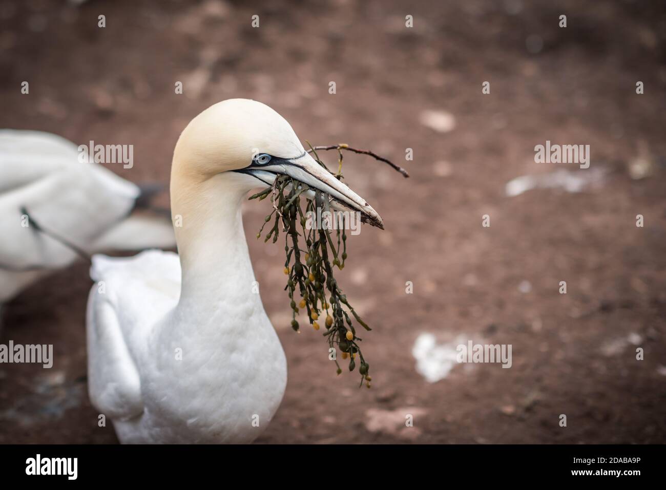 One northern gannet bringing seaweed to build the nest Stock Photo