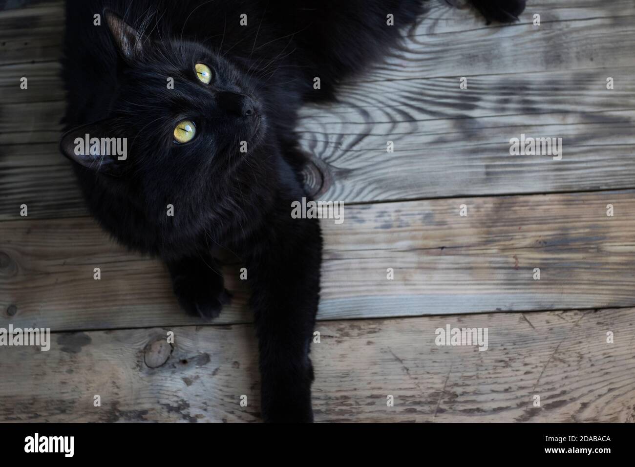 Black Magic, furry, witch, house, kitty, black, magic, cat, fisheye, sleek,  hello, HD wallpaper