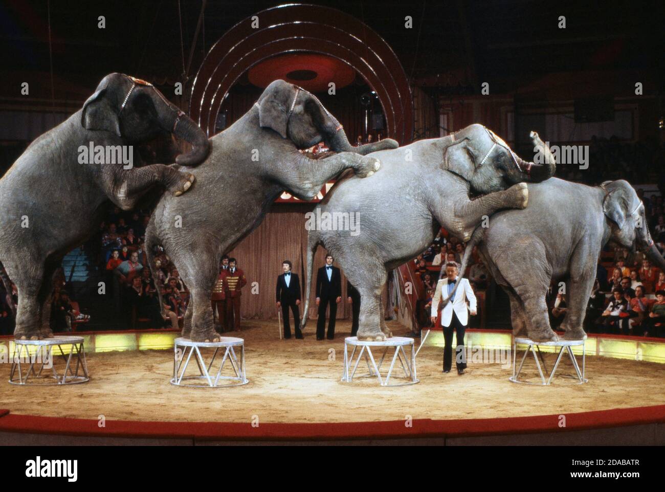 Harry Jahn mit Elefanten im Zirkus Krone, 1978. Harry Jahn and elephants performing at Zirkus Krone, 1978. Stock Photo