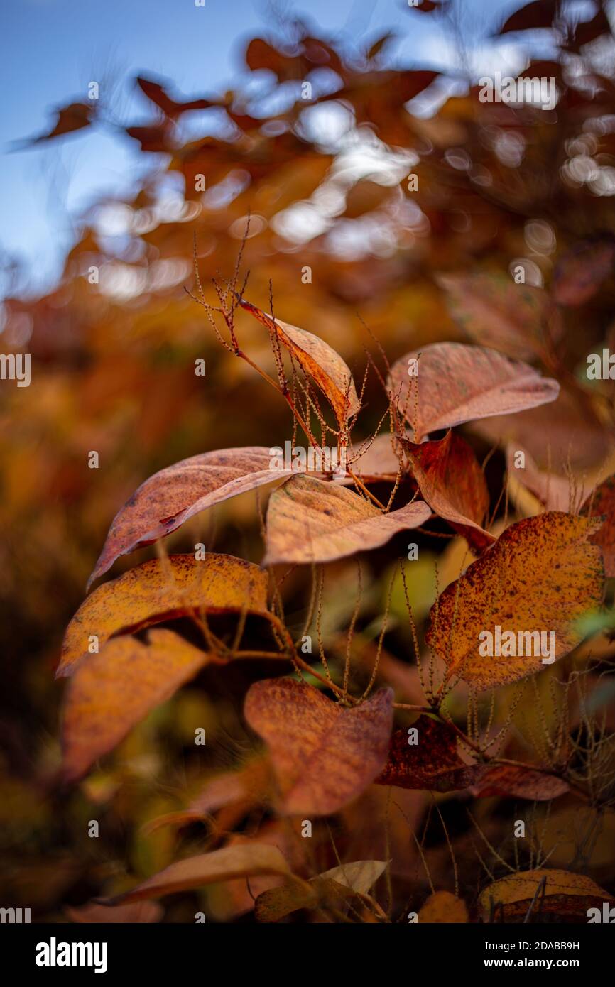 Bunch of Autumn Leaves on soft,blurry, swirly background. Autumn season specific yellow, brown and orange colors. Stock Photo