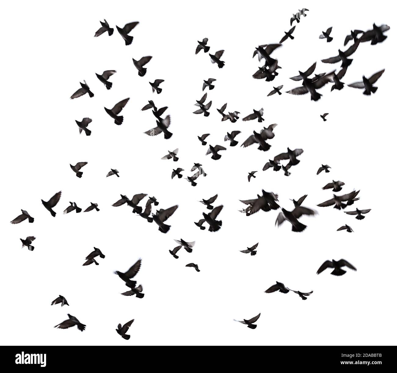 Silhouettes of pigeons. Many birds flying in the sky. Motion blur ...