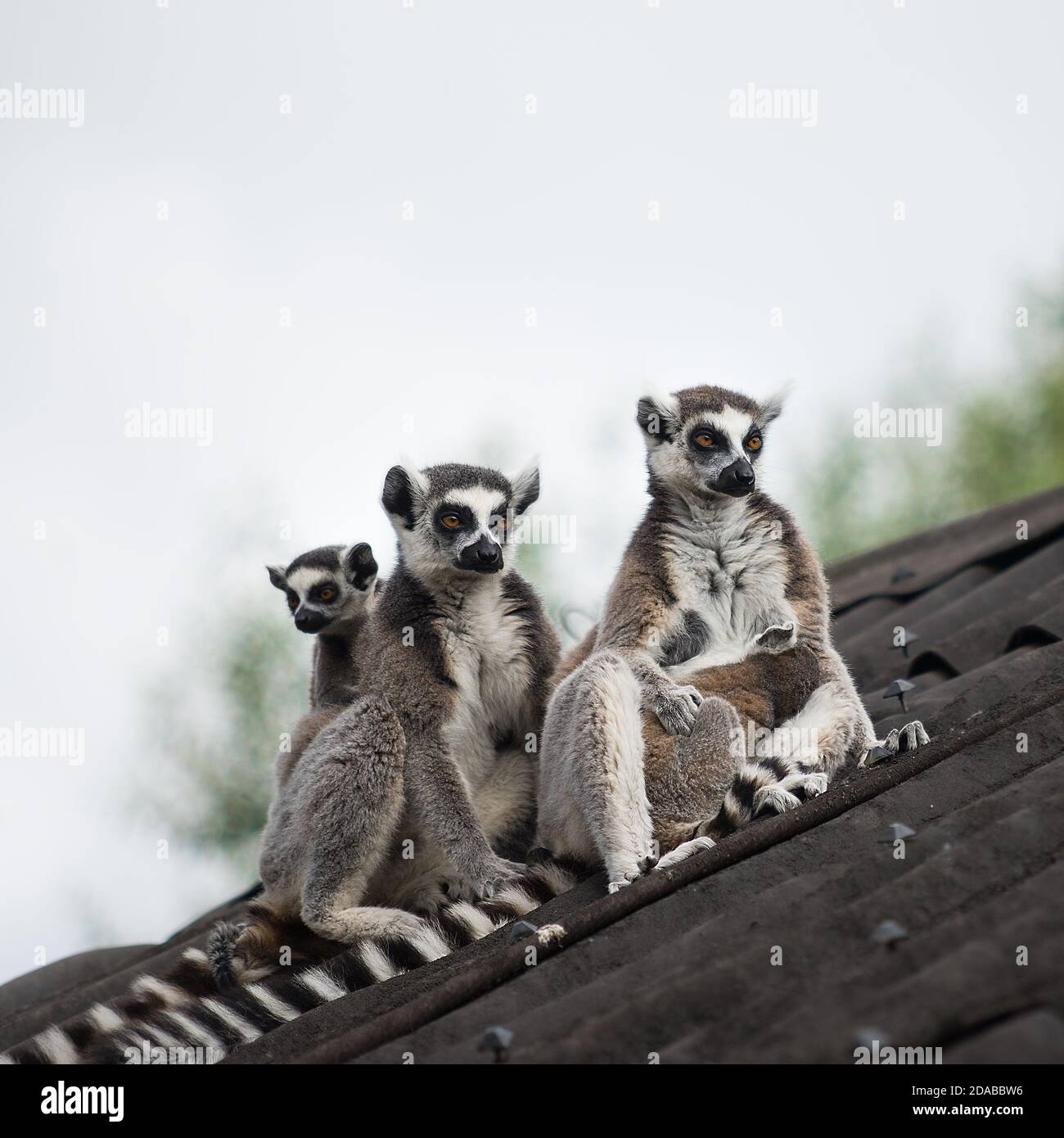 Ring-tailed lemurs with their cute babies Stock Photo