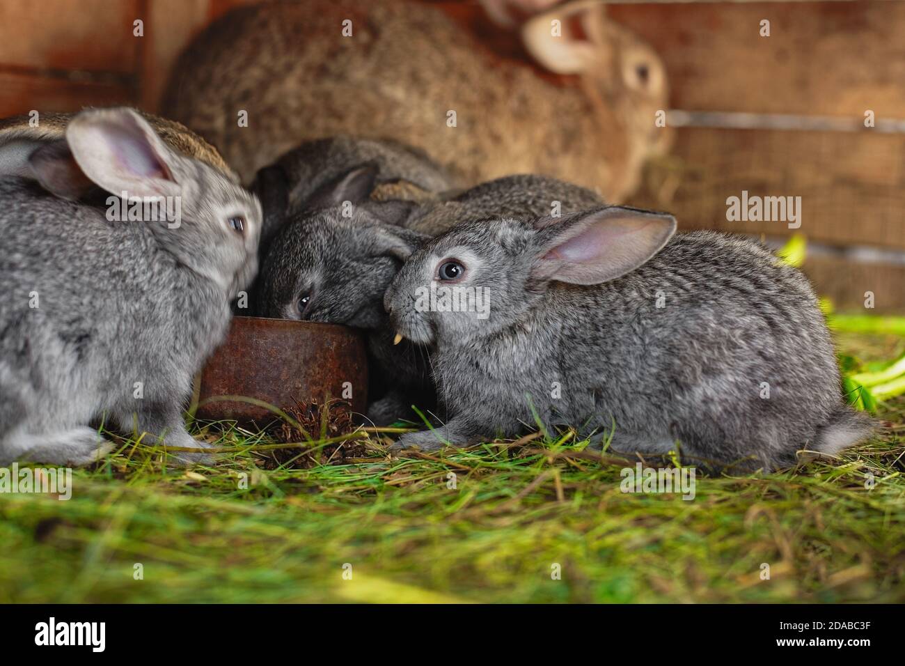 Feeder rabbits hot sale