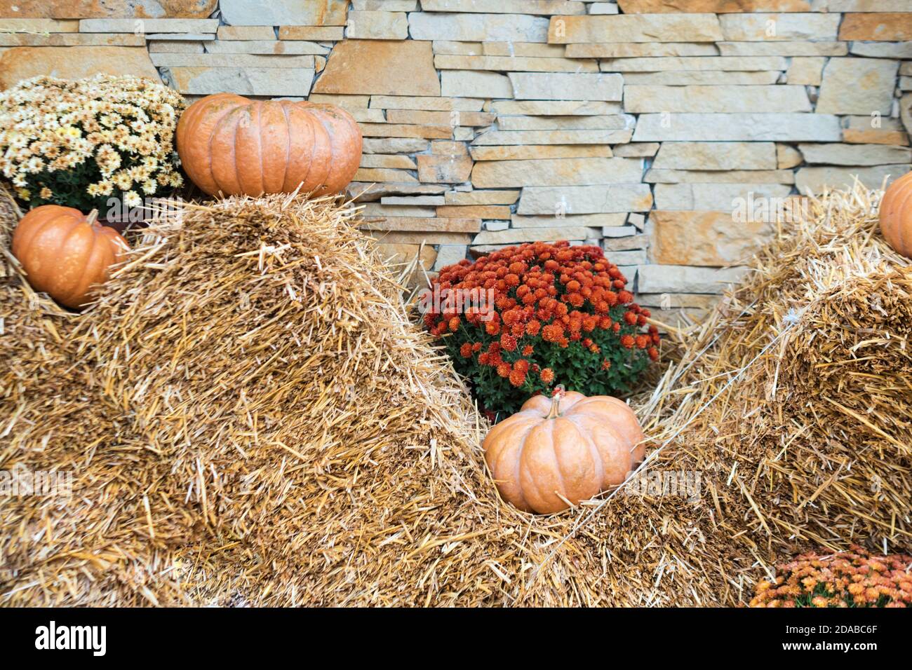 https://c8.alamy.com/comp/2DABC6F/autumn-decor-with-natural-straw-bale-pumpkins-flowers-harvest-and-garden-outdoor-decorations-for-halloween-thanksgiving-autumn-season-still-life-2DABC6F.jpg